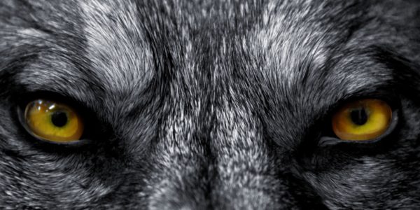 Wolf Gold™ reels are truly wild